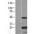 Western Blot: Crystallin AB Lysate [NBL1-09497] - Western Blot experiments. 
Left-Control; Right -Over-expression Lysate for CRYAB